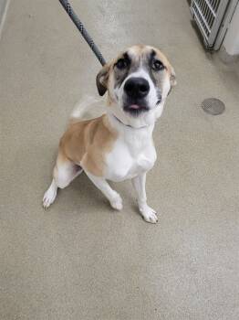 Rescue Anatolian Shepherd Dogs for Adoption in St. Louis, Missouri - CINNAMON | PetCurious