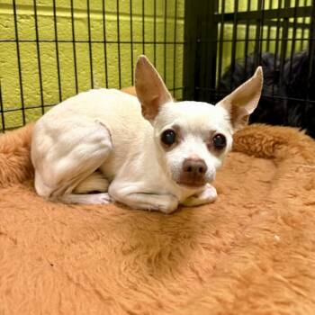 Empawnada 07-0804 -  Chihuahua Dog for Adoption in Tyrone, Georgia - Empawnada 07-0804 | PetCurious