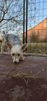 Yorkshire Terrier Dogs Available for Adoption - Sammy | PetCurious