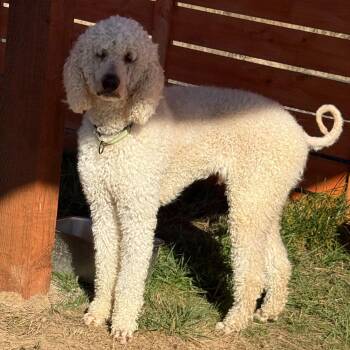 Mr. Wonderful Archie -  Standard Poodle Dog for Adoption in Ridgefield, Washington - Mr. Wonderful Archie | PetCurious