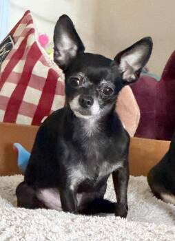 Chihuahua Dogs Available for Adoption - Ingrid | PetCurious