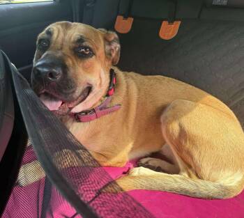 Rescue Mastiff Dogs for Adoption in Woodstock, Virginia - Hida | PetCurious