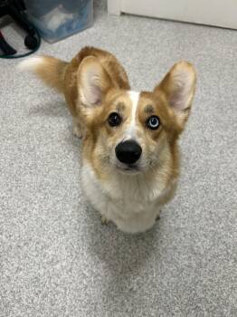 Sunny -  Corgi Dog for Adoption in Lancaster, Pennsylvania - Sunny | PetCurious