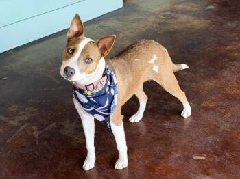 Australian Cattle Dog Blue Heeler Dogs Available for Adoption in San Antonio, Texas - Chanel | PetCurious