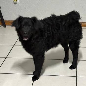 Lola - City of Industry Location -  Spitz and Mixed Breed Dog for Adoption in Chino Hills, California - Lola - City Of Industry Location | PetCurious