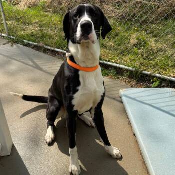 Great Dane and Bernese Mountain Dog Dogs Available for Adoption in Shinnston, West Virginia - Crash | PetCurious