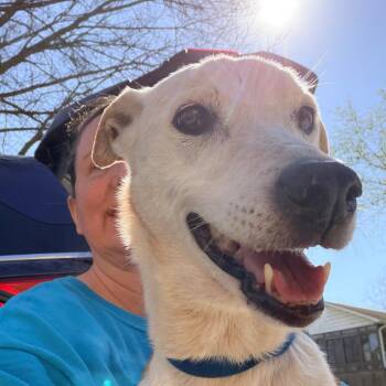 Terrier Dogs Available for Adoption in Huntsville, Alabama - Lucille | PetCurious