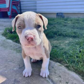 Pit Bull Terrier Dogs Available for Adoption in Schenectady, New York - Truitt | PetCurious