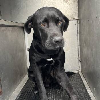 Akon -  Black Labrador Retriever Dog Available for Adoption in Edinburg, Texas - Akon | PetCurious
