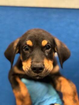 A255951 -  German Shepherd Dog and Mixed Breed Dog for Adoption in Visalia, California - A255951 | PetCurious
