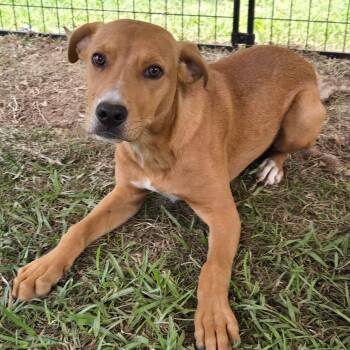 Labrador Retriever and Pit Bull Terrier Dogs Available for Adoption in Waggaman, Louisiana - Smokey | PetCurious