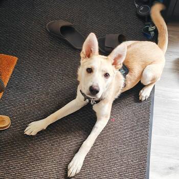 Wynter -  Shepherd Dog for Adoption in Calgary, Alberta - Wynter | PetCurious