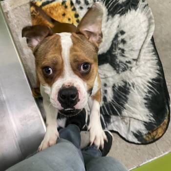 English Bulldog and Mixed Breed Dogs Available for Adoption - King Blue | PetCurious