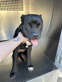 Rescue Staffordshire Bull Terrier and Mixed Breed Dogs for Adoption in Fort Worth, Texas - 59540255 | PetCurious