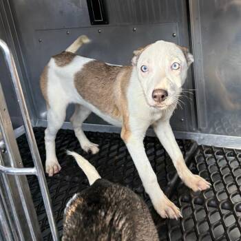 Rescue Husky and Shepherd Dogs for Adoption in Tulsa, Oklahoma - Serena | PetCurious