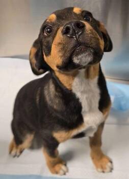 Zorra -  Fox Terrier and Mixed Breed Dog for Adoption in Fresno, California - Zorra | PetCurious