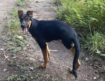 Lucas -  Doberman Pinscher and Shepherd Dog for Adoption in Elkins, West Virginia - Lucas | PetCurious