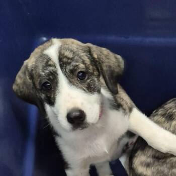Beatrice -  Mixed Breed Dog for Adoption in Ardmore, Oklahoma - Beatrice | PetCurious