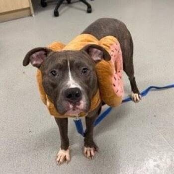 Pit Bull Terrier Dogs Available for Adoption in New York, New York - Billie | PetCurious