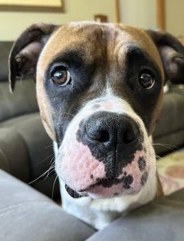 Kia -  Boxer Dog for Adoption in Middlesex, New Jersey - Kia | PetCurious