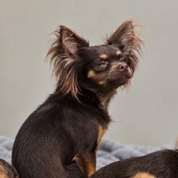 Cricket -  Chihuahua Dog for Adoption in Port Angeles, Washington - Cricket | PetCurious