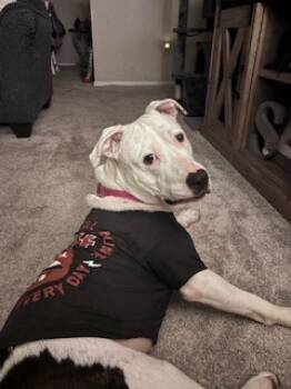 Rescue Mixed Breed Dogs for Adoption in Chamblee, Georgia - Michelle - IN FOSTER | PetCurious