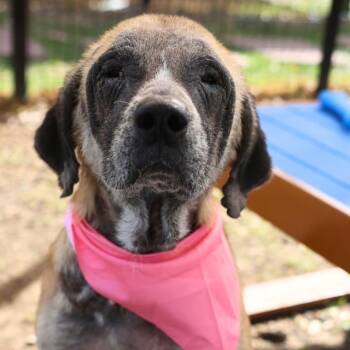 German Shepherd Dog Dogs Available for Adoption - KATIE | PetCurious