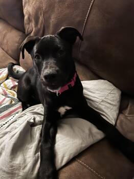 Black Labrador Retriever Dogs Available for Adoption - Nova | PetCurious