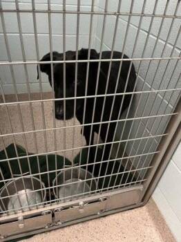 Logan -  Shepherd and Labrador Retriever Dog for Adoption in Fishers, Indiana - Logan | PetCurious