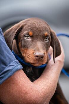 Carly -  Doberman Pinscher Dog for Adoption in Chester Springs, Pennsylvania - Carly | PetCurious