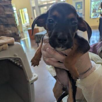 Colonel Mustard -  Mixed Breed Dog for Adoption in Lynchburg, Virginia - Colonel Mustard | PetCurious