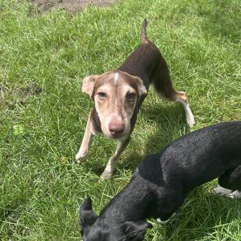 Knox -  Chihuahua Dog for Adoption in Crystal Lake, Illinois - Knox | PetCurious