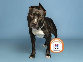 PARMESAN -  Pit Bull Terrier Dog for Adoption in Phoenix, Arizona - PARMESAN | PetCurious