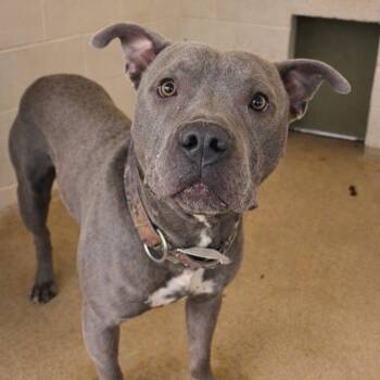 Mixed Breed Dogs Available for Adoption - Soup 26-0060 | PetCurious