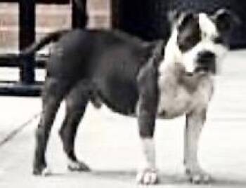 Pit Bull Terrier Dogs Available for Adoption in Houston, Texas - A654817 | PetCurious