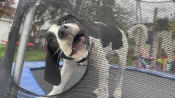 Coonhound and Mixed Breed Dogs Available for Adoption in Clinton, Wisconsin - Peaches | PetCurious
