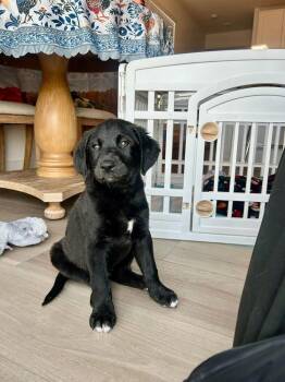 Labrador Retriever Dogs Available for Adoption - Asher (Max) | PetCurious