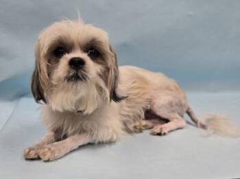 Koko -  Shih Tzu and Mixed Breed Dog for Adoption in Minneapolis, Minnesota - Koko | PetCurious