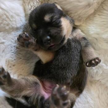 Dulce -  Shepherd and Mixed Breed Dog for Adoption in Chandler, Arizona - Dulce | PetCurious