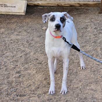 Glinda -  Labrador Retriever and Border Collie Dog for Adoption in Las Vegas, Nevada - Glinda | PetCurious