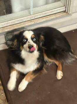 Australian Shepherd Dogs Available for Adoption in Arundel, Maine - Luna - In Maine | PetCurious