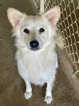 Vicki -  Mixed Breed Dog for Adoption in Lacon, Illinois - Vicki | PetCurious