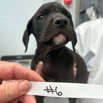 Skip -  Mixed Breed Dog for Adoption in Parkersburg, West Virginia - Skip | PetCurious