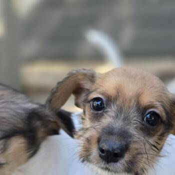 Rolly -  Yorkshire Terrier and Rat Terrier Dog for Adoption in Athens, Alabama - Rolly | PetCurious