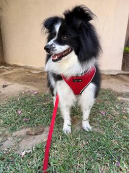 Lassie -  Collie Dog for Adoption in Palos Heights, Illinois - Lassie | PetCurious