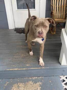 American Staffordshire Terrier and Mixed Breed Dogs Available for Adoption in Colorado Springs, Colorado - Salem | PetCurious