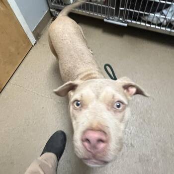 Riven -  Mixed Breed Dog for Adoption in Chattanooga, Tennessee - Riven | PetCurious