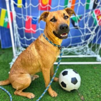 NANA -  Labrador Retriever Dog for Adoption in Long Beach, California - NANA | PetCurious