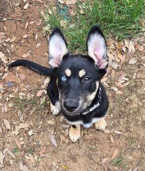 German Shepherd Dog Dogs Available for Adoption in San Antonio, Texas - Sora  | PetCurious