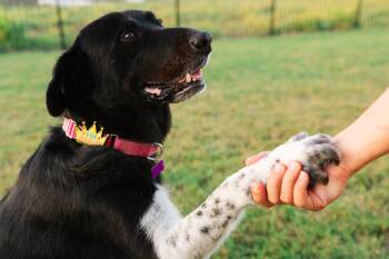 Remington -  Newfoundland Dog and Great Pyrenees Dog for Adoption in Austin, Texas - Remington | PetCurious